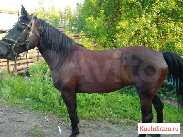 Кобыла Спасск-Рязанский - изображение 1