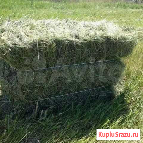Солома ячменная Хохольский - изображение 1