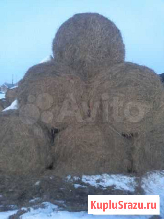 Сено в рулонах Заинск - изображение 1