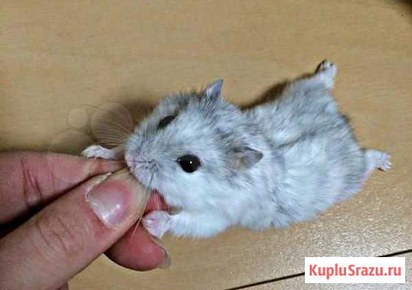 Джунгарик жемчужный Курган - изображение 1