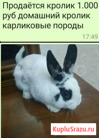 Кролик Хасавюрт - изображение 1