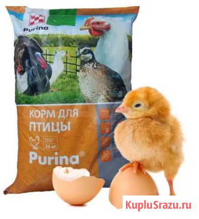 Корма для цыплят пурина Вышний Волочек - изображение 1