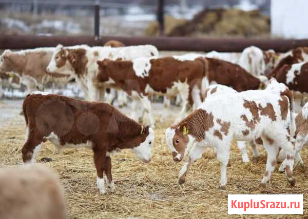 Бычки телята Красногвардейское - изображение 1
