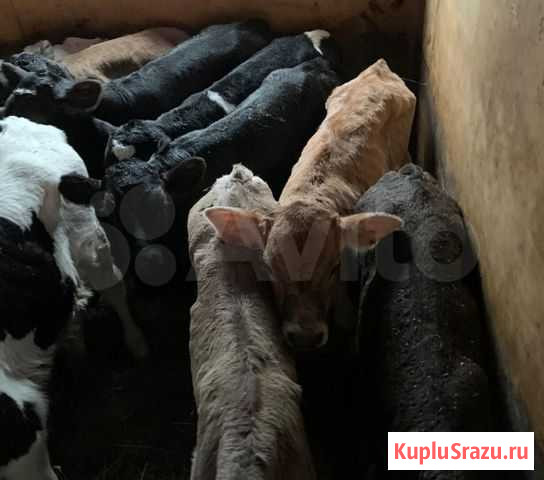 Бычки телята Энгельс - изображение 1