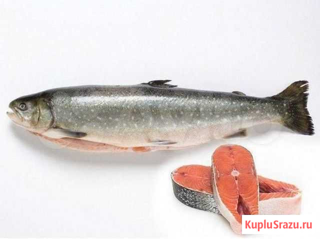 Голец Камчатка 50см+ Нижний Новгород - изображение 1