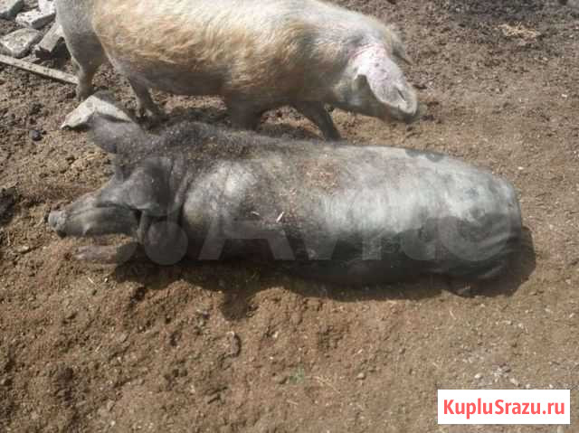 Хряк Колывань - изображение 1