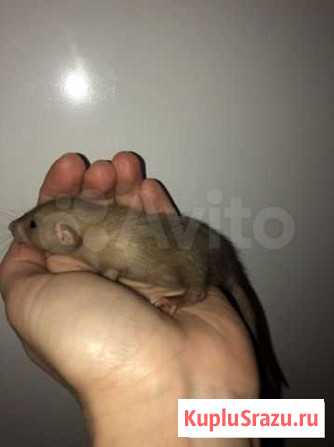 Крысята Дамбо Москва - изображение 1