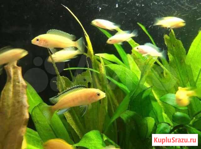 Цихлиды,Улитки,Раки и не только Кириши - изображение 1