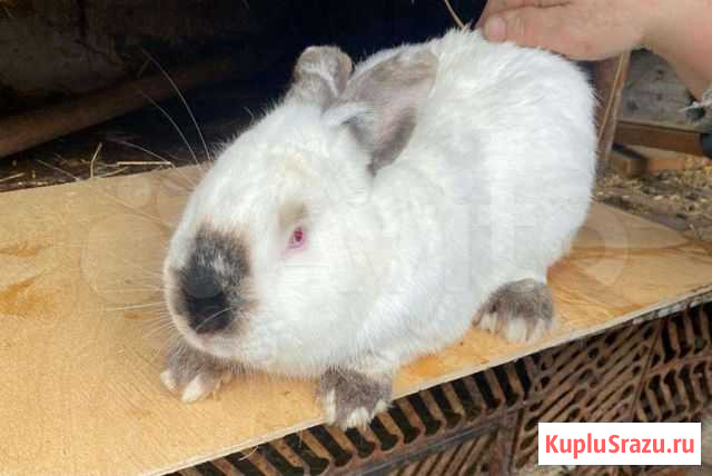 Кролики Кочубеевское - изображение 1