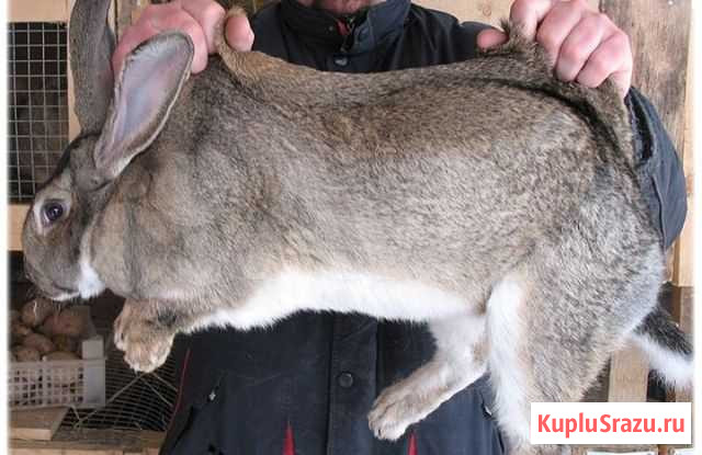 Кролики, фландеры, великаны Магадан - изображение 1