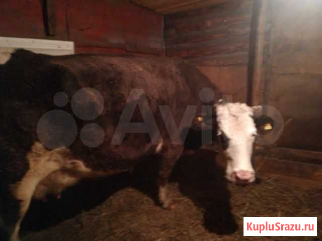 Продам корову Смоленское - изображение 1