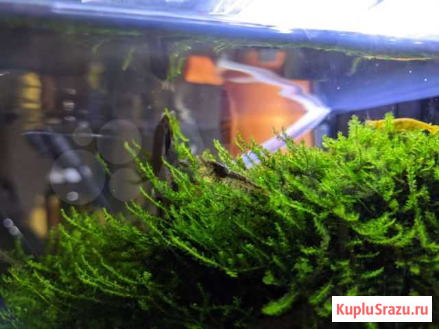 Креветки бесплатно Кемерово - изображение 1