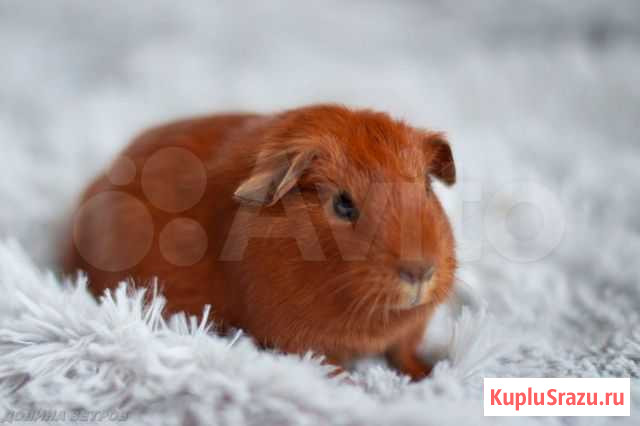 Аглая морская свинка Москва - изображение 1
