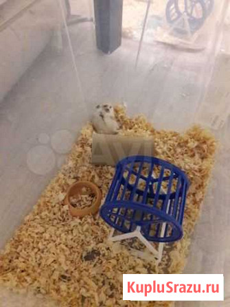 Джунгарский хомяк Санкт-Петербург - изображение 1