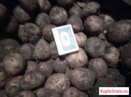 Картофель Белово