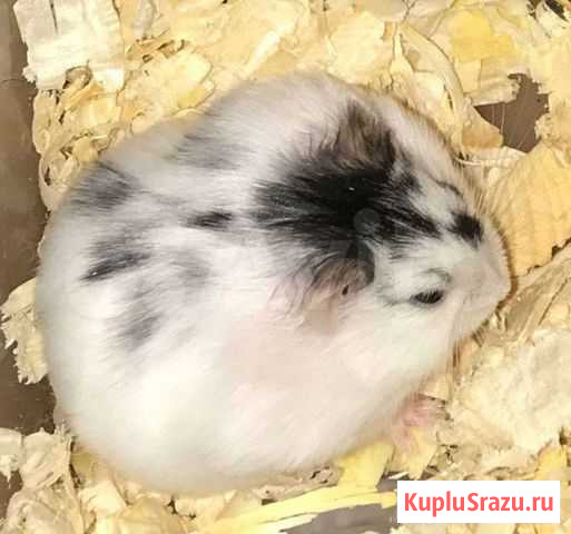 Джунгарский хомячок Москва - изображение 1