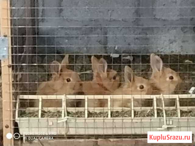Белка Грозный - изображение 1