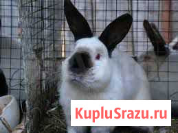 Кролик Чита - изображение 1