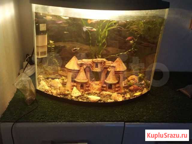 Аквариум Нижний Новгород - изображение 1