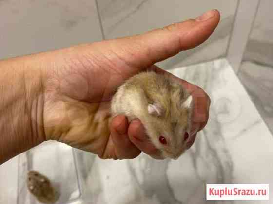 Джунгарский хомяк Иркутск