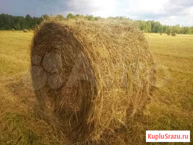 Сено Красный - изображение 1