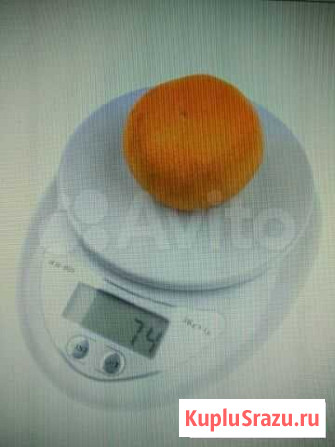 Весы Медвежьегорск - изображение 1