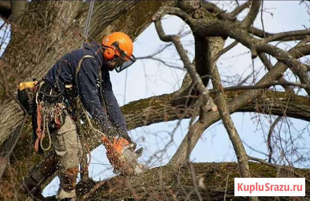 Спил деревьев Пятигорск - изображение 1