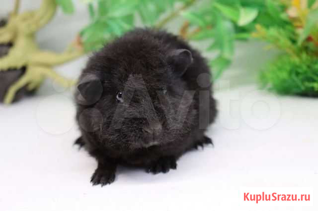 Морская свинка Москва - изображение 1