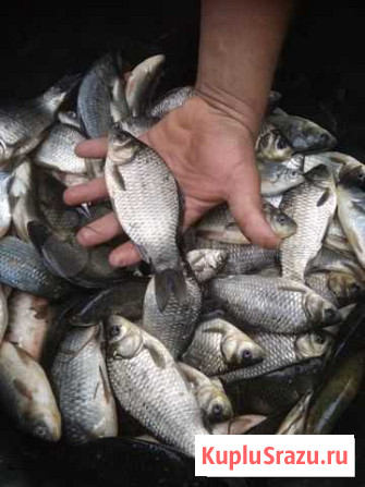 Карась Серебряный. Малек в пруд Красногорск - изображение 1