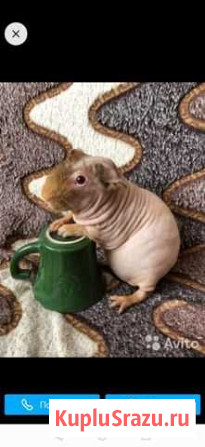 Морские свинки Скинни Москва - изображение 1