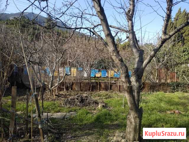 Продам пасеку Ялта - изображение 1