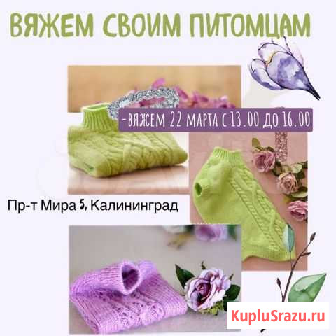 Одежда для собак Калининград - изображение 1
