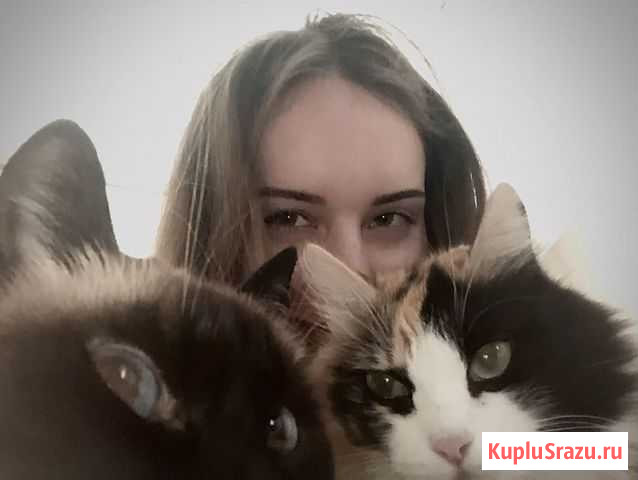 Передержка котиков Томск - изображение 1