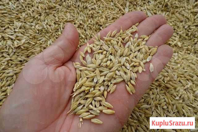 Продам ячмень Нижний Мамон - изображение 1