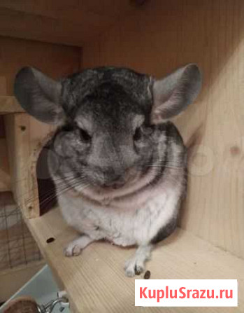 Шиншилла с витриной Москва - изображение 1