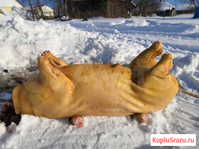 Продам мясо свинина Промышленная - изображение 1