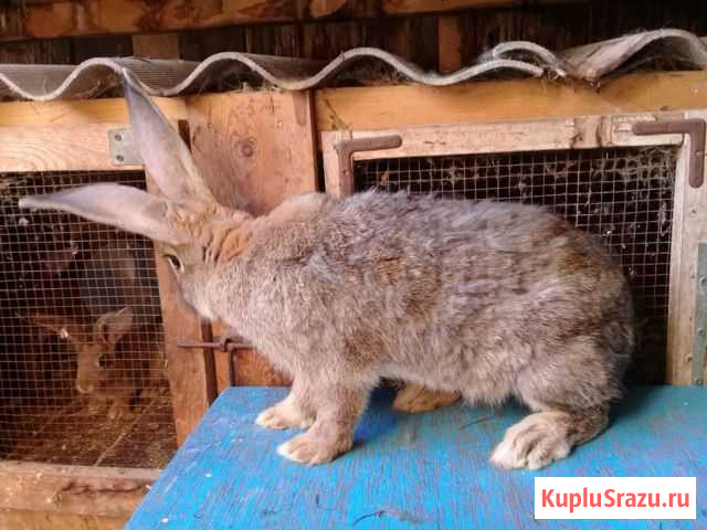 Кролики Великаны Омск - изображение 1