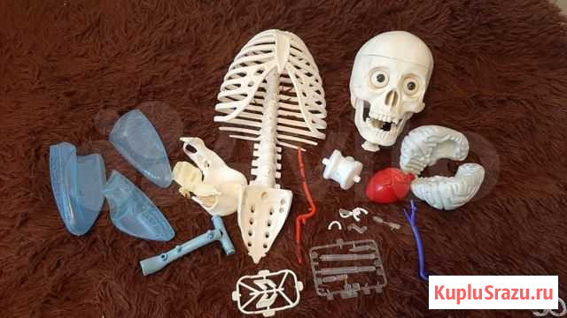 Макет скелет Артем Екатеринбург - изображение 1