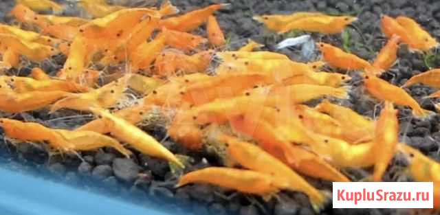 Креветка Оранжевая сакура(подростки) Краснодар - изображение 1