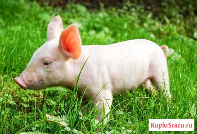 Продам поросят Петропавловка - изображение 1