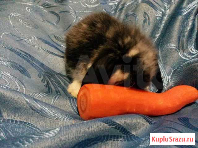 Банда вислоухих Новосибирск - изображение 1
