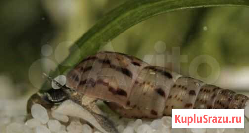 Улитки Мелании Кстово - изображение 1