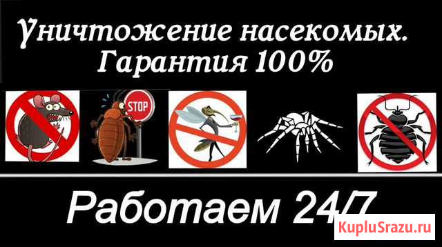 Уничтожение клопов, тараканов. Фумигация Калининград - изображение 1