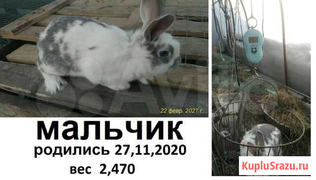 Кролы Ялуторовск - изображение 1