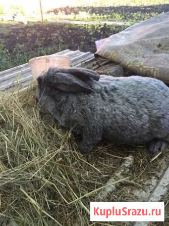 Кролик полтавское серебро Липецк - изображение 1