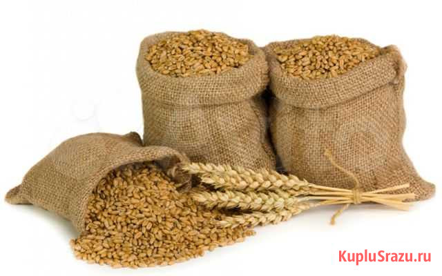 Пшеница кормовая в мешках (зерно) Саранск - изображение 1