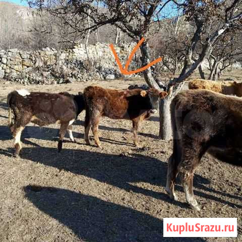Телки, Бычок Кашхатау - изображение 1