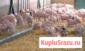 Поросята породы ландрас Катайск - изображение 1