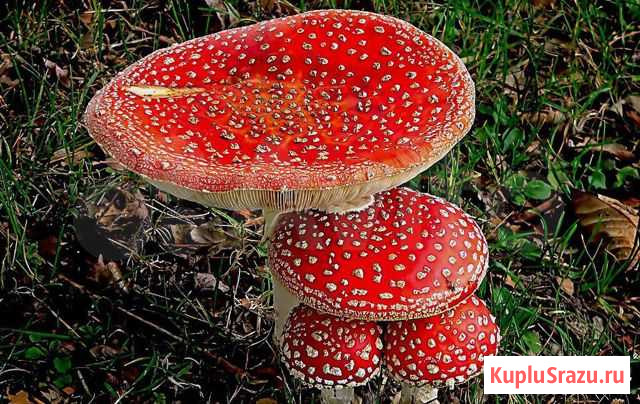 Гриб Королевский, высушен Москва - изображение 1