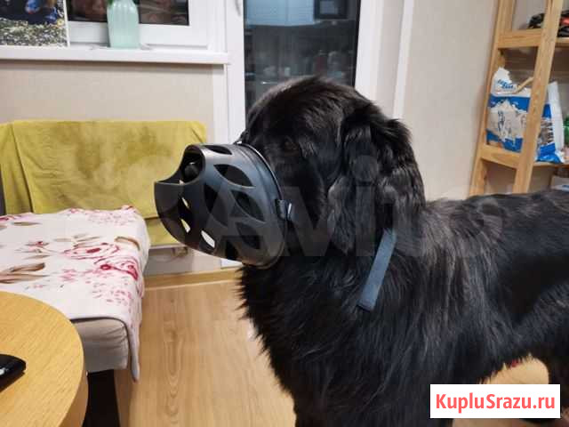 Намордник для большой собаки Люберцы - изображение 1